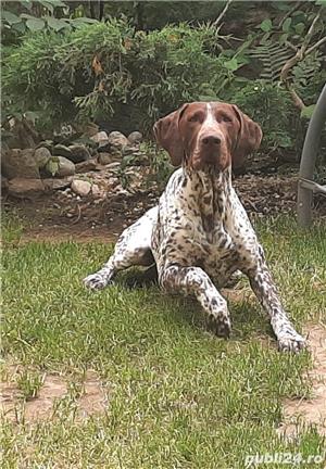 Monta Brac german mascul