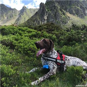 Monta Brac german mascul - imagine 2 Monta Brac german mascul - imagine 2