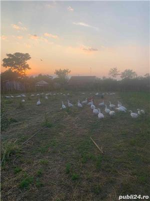 vand Gasca Rata in viu sau taiata - imagine 5