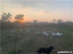 vand Gasca Rata in viu sau taiata