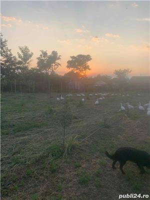 vand Gasca Rata in viu sau taiata - imagine 4