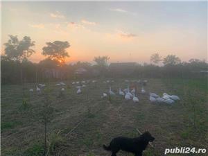 vand Gasca Rata in viu sau taiata - imagine 2