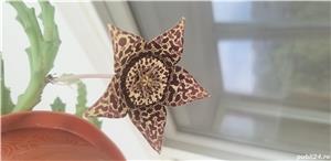 Vând cactuși si aloe vera - imagine 2