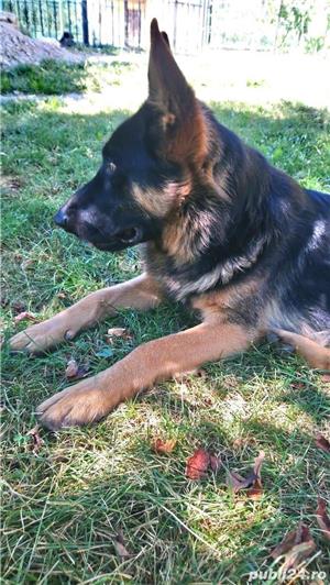 Ciobănesc german.Boys - imagine 5 Ciobănesc german.Boys - imagine 5