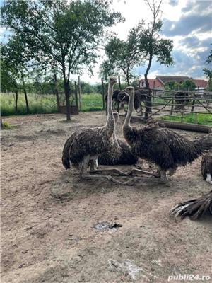 Vand pui de strut  - imagine 5