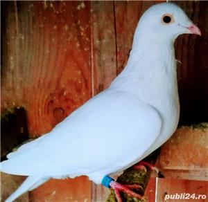 Porumbei de Curse Linie Arden