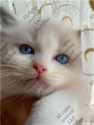 RAGDOLL pisici rasă pură cu acte de origine  - imagine 3