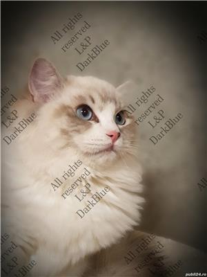 RAGDOLL pisici rasă pură cu acte de origine  - imagine 9