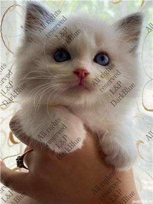RAGDOLL pisici rasă pură cu acte de origine  - imagine 2
