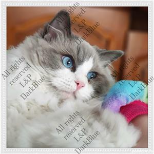 RAGDOLL pisici rasă pură cu acte de origine  - imagine 6