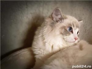 RAGDOLL pisici rasă pură cu acte de origine  - imagine 10