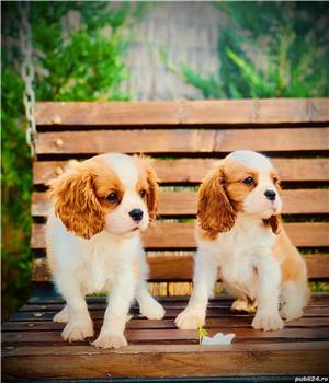 Catei Cavalier King Charles Spaniei  - imagine 7