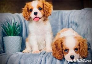 Catei Cavalier King Charles Spaniei  - imagine 2