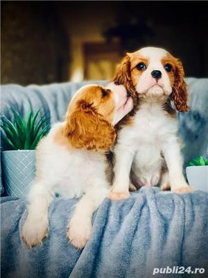 Catei Cavalier King Charles Spaniei  - imagine 3