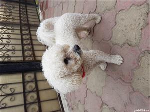 bichon frise