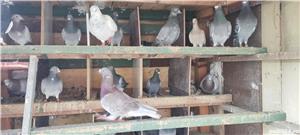 porumbei voiajori - imagine 5