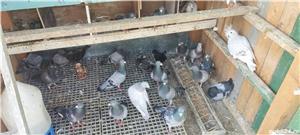 porumbei voiajori - imagine 6