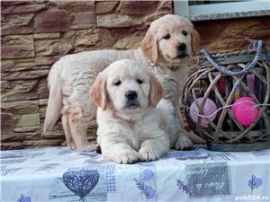 Femele si masculi golden retriever!! - imagine 1