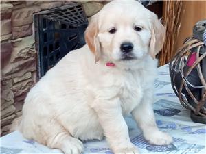 Femele si masculi golden retriever!! - imagine 4