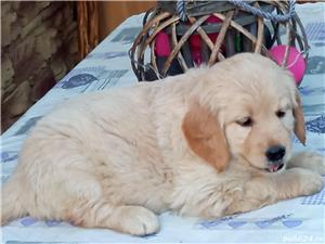 Femele si masculi golden retriever!! - imagine 6