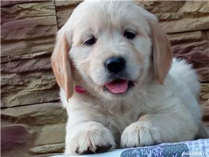 Femele si masculi golden retriever!! - imagine 3