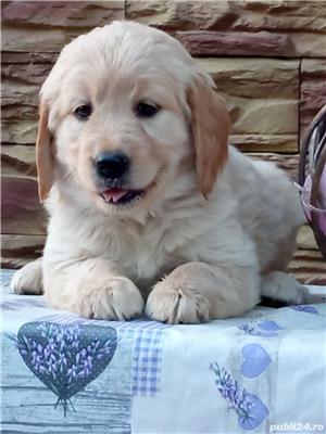 Femele si masculi golden retriever!! - imagine 5