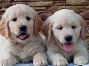 Femele si masculi golden retriever!! - imagine 2