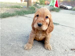 Pui de cocker coker spaniol spaniel - imagine 2