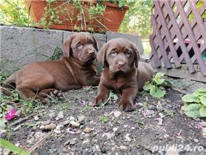 Pui labrador retriever-labrador retriver ciocolatiu - imagine 1