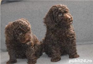 Pui caniche canis pudel  - imagine 6