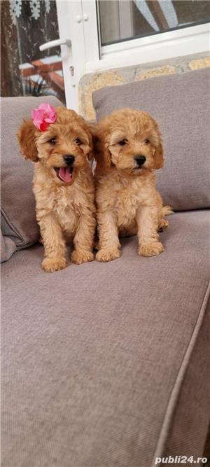 Pui caniche canis pudel  - imagine 2