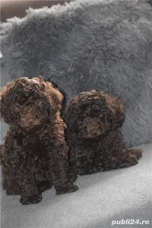 Pui caniche canis pudel  - imagine 4