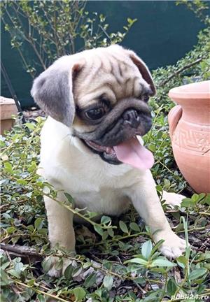 mops/pug