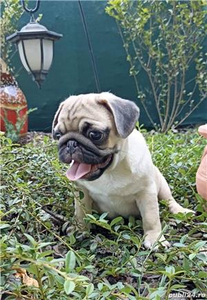 mops/pug - imagine 2