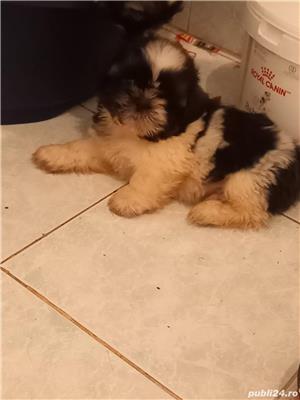 shih tzu shih-tzu - imagine 5 shih tzu shih-tzu - imagine 5