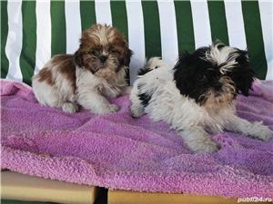 shih tzu shih-tzu - imagine 3 shih tzu shih-tzu - imagine 3