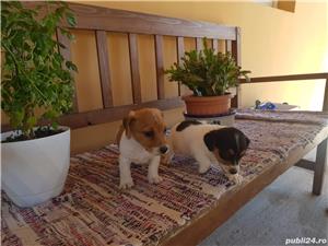 Vând jack russell russel  - imagine 2 Vând jack russell russel  - imagine 2