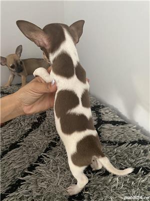 Vand chihuahua - imagine 2