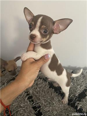 Vand chihuahua