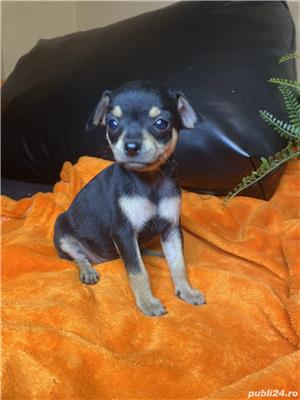 Vand chihuahua!! - imagine 2