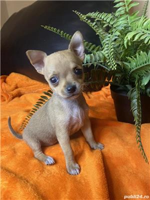 Vand chihuahua - imagine 4