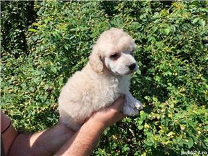 Pui caniche canis pudel  - imagine 8