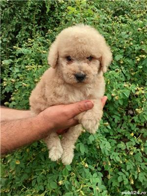 Pui caniche canis pudel  - imagine 9