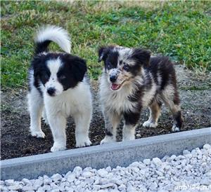 Vand border collie!! - imagine 2