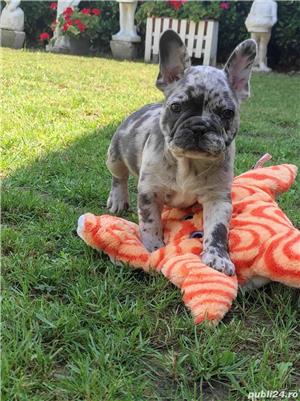 Pui bulldog/buldog francez merle si lilac - imagine 4