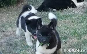 Vand akita american!!