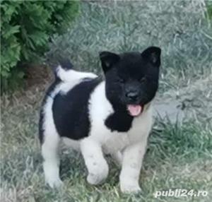 Akita american  - imagine 7 Akita american  - imagine 7