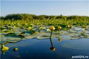 Excursii / Plimbari cu barca Delta Dunarii - Murighiol - imagine 5