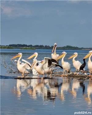 Excursii / Plimbari cu barca Delta Dunarii - Murighiol - imagine 2