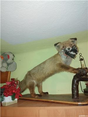 animale impaiate de vanzare  